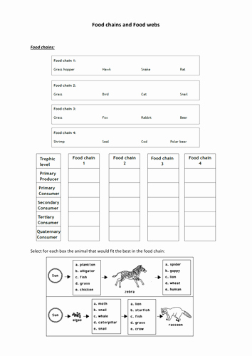 50 Food Chain Worksheet Pdf Chessmuseum Template Library