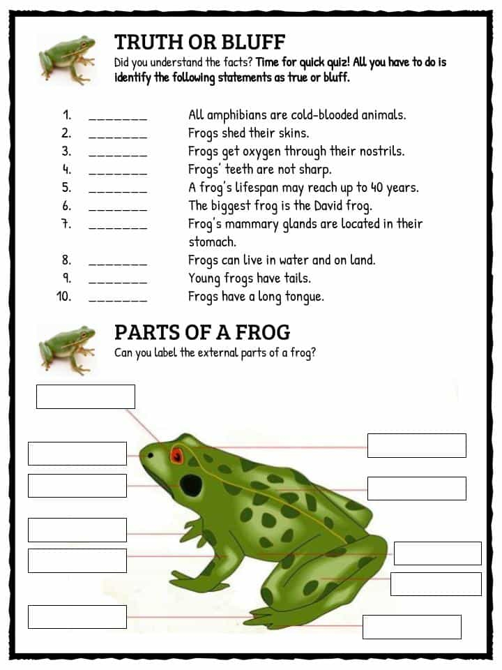 Frog Facts Worksheets Information For Kids