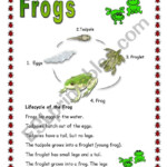 Frogs ESL Worksheet By Apodo