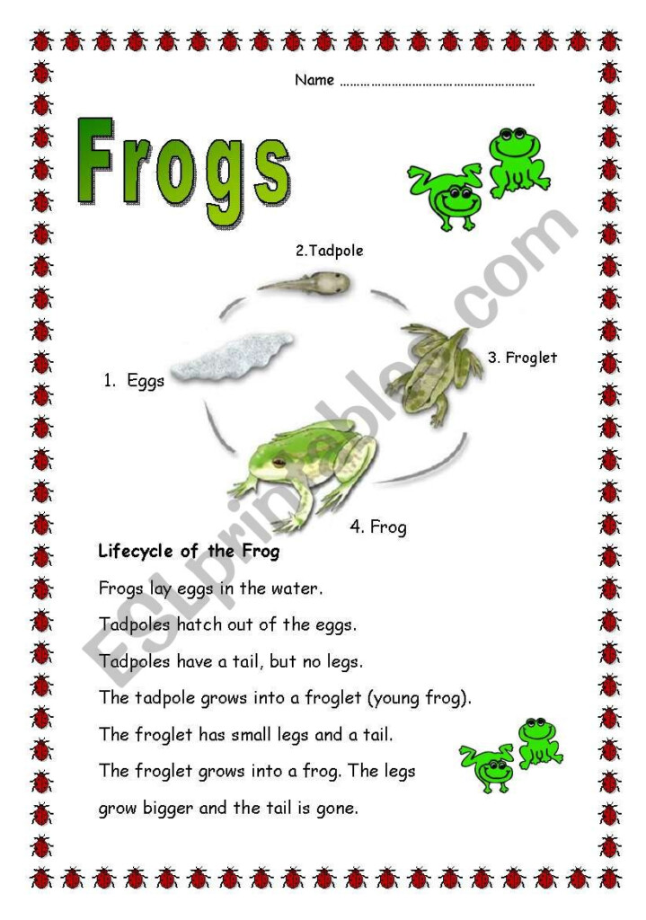 Frogs ESL Worksheet By Apodo